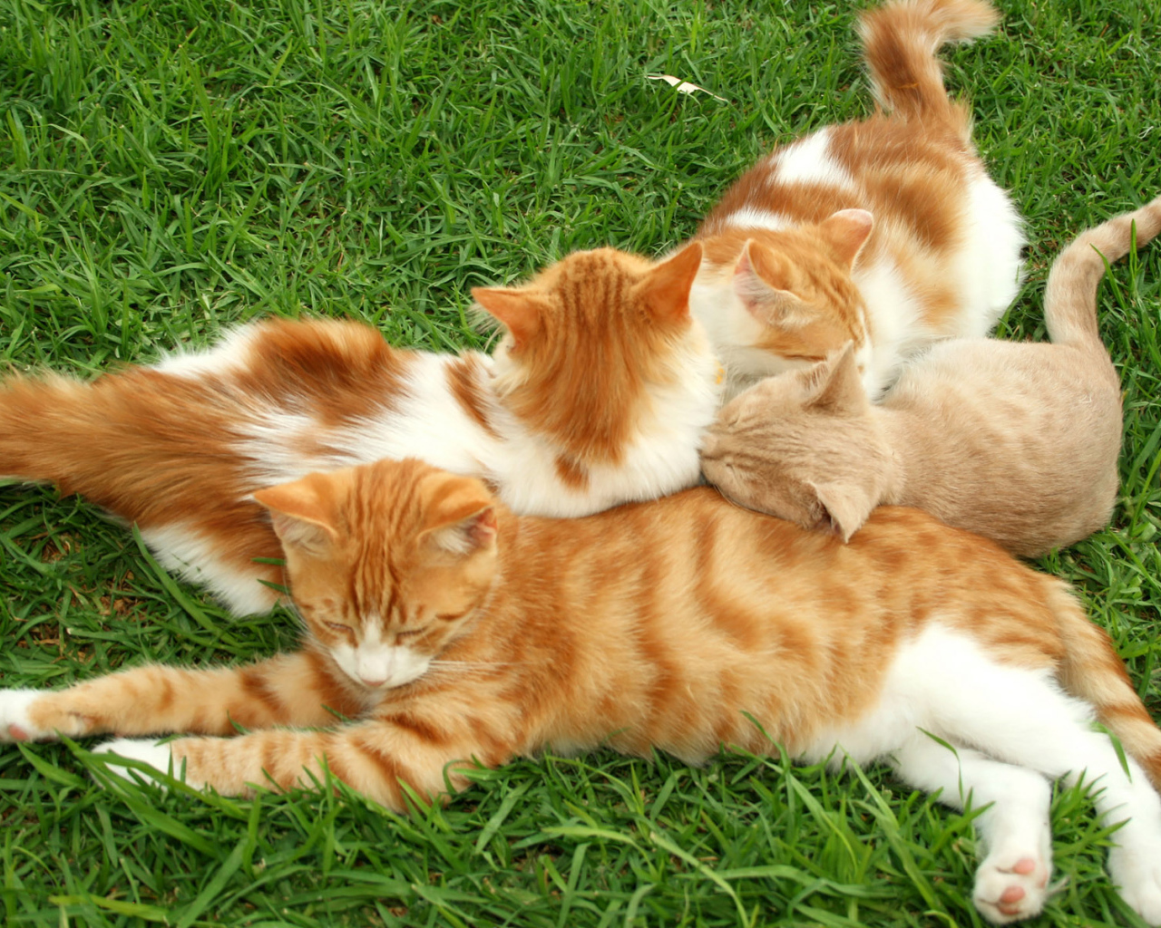 Полосатые коты на траве