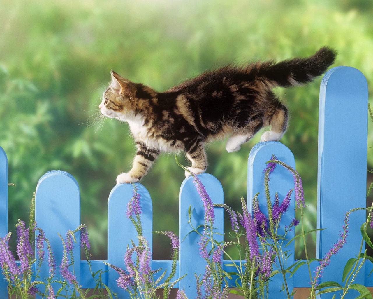 Котик на заборе