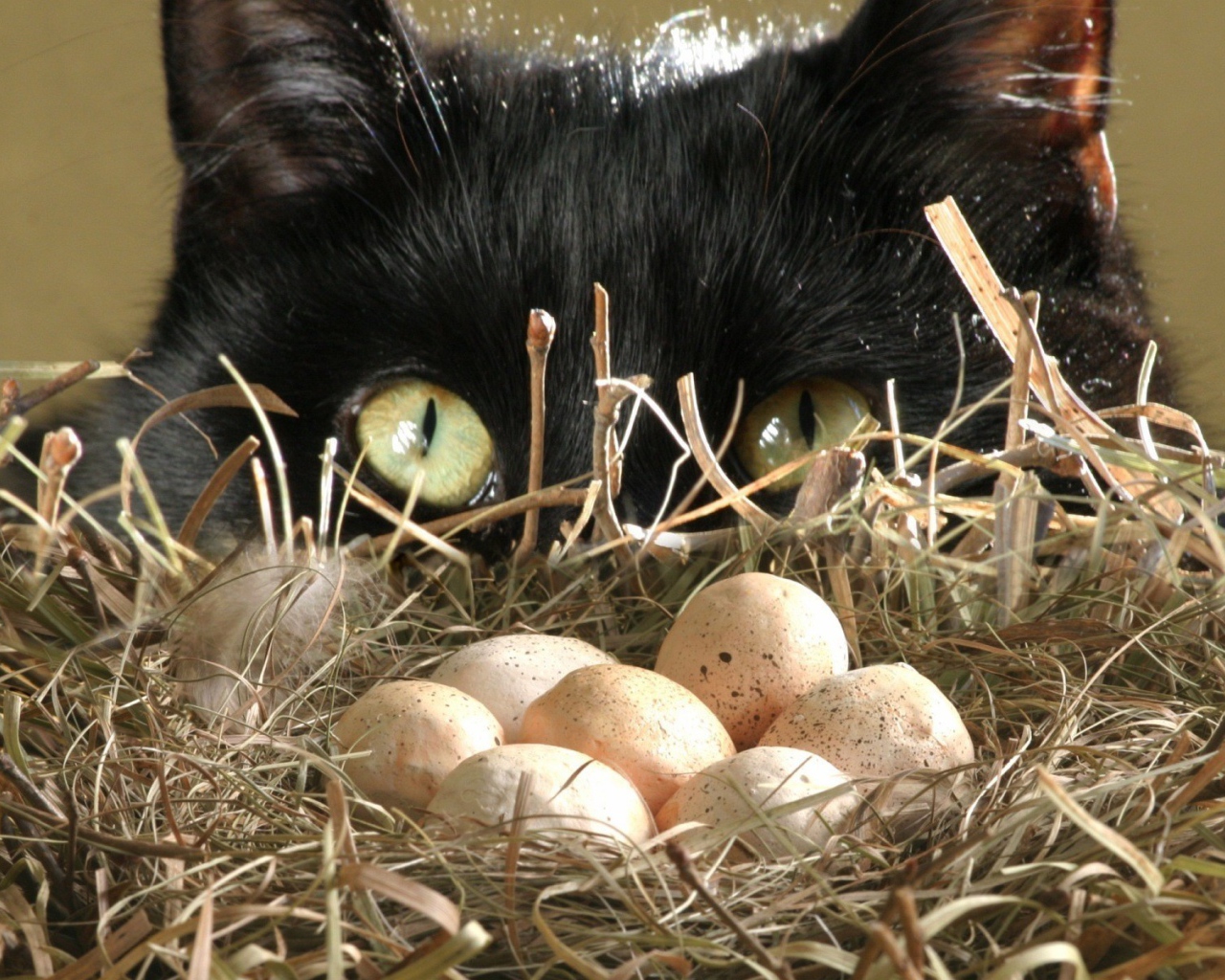 кот птицеед