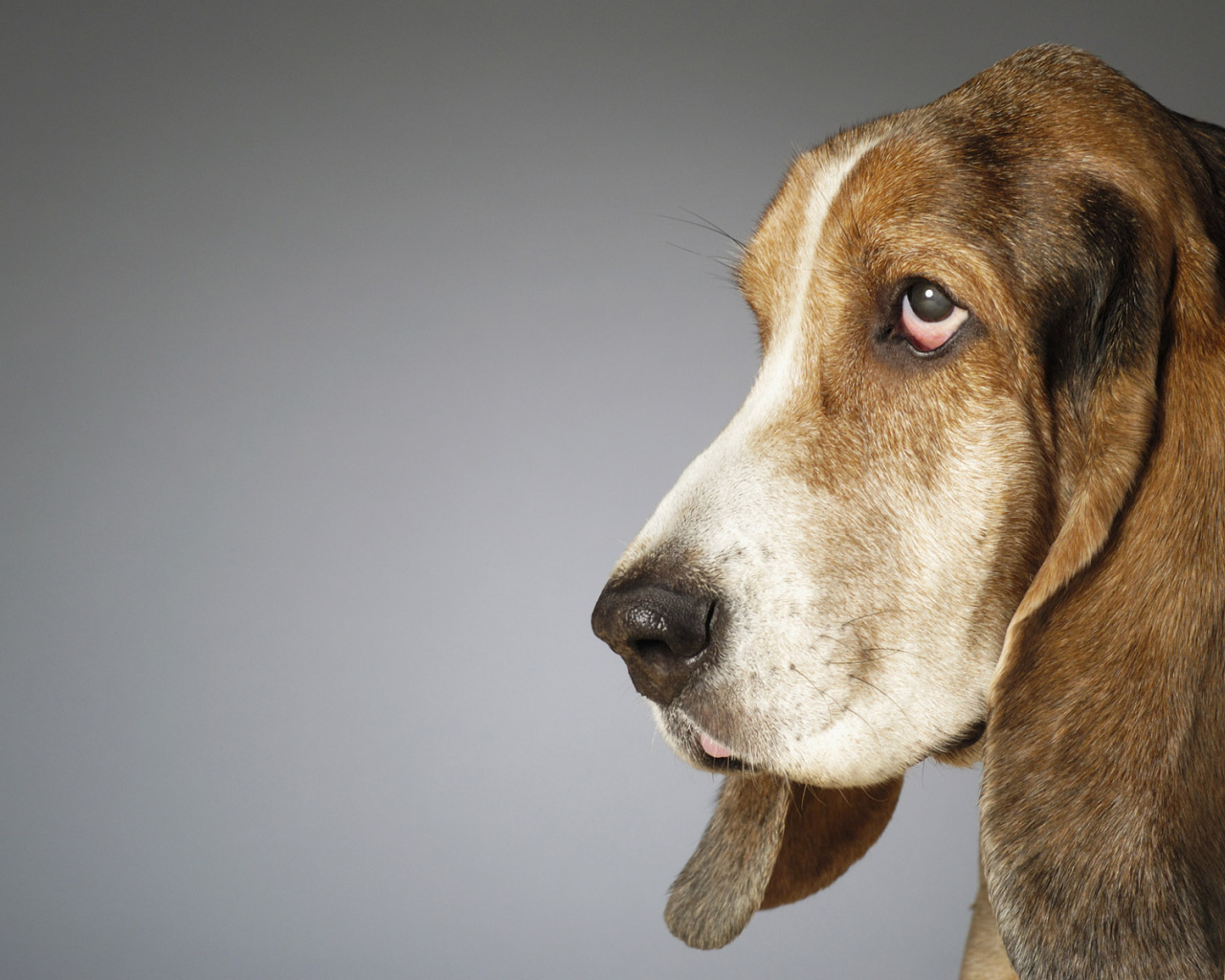 Собака с большими ушами