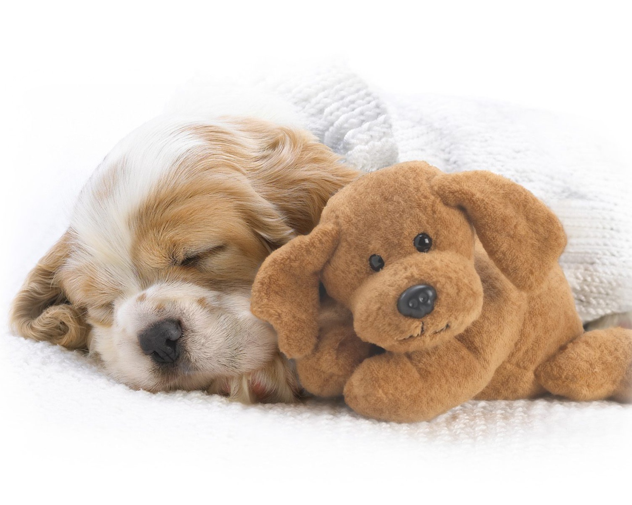 Красивый пес