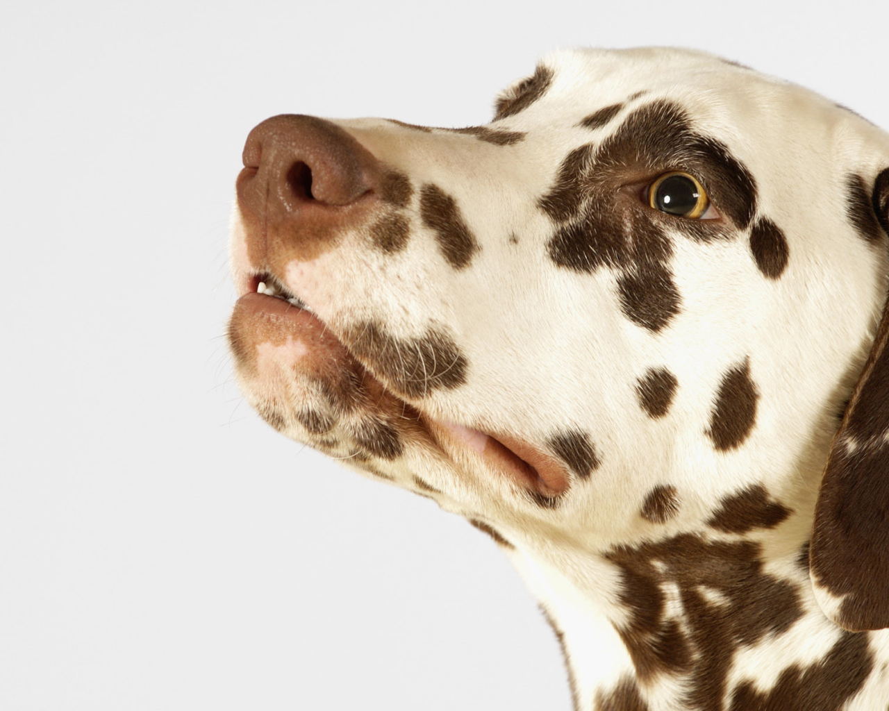 Далматинец