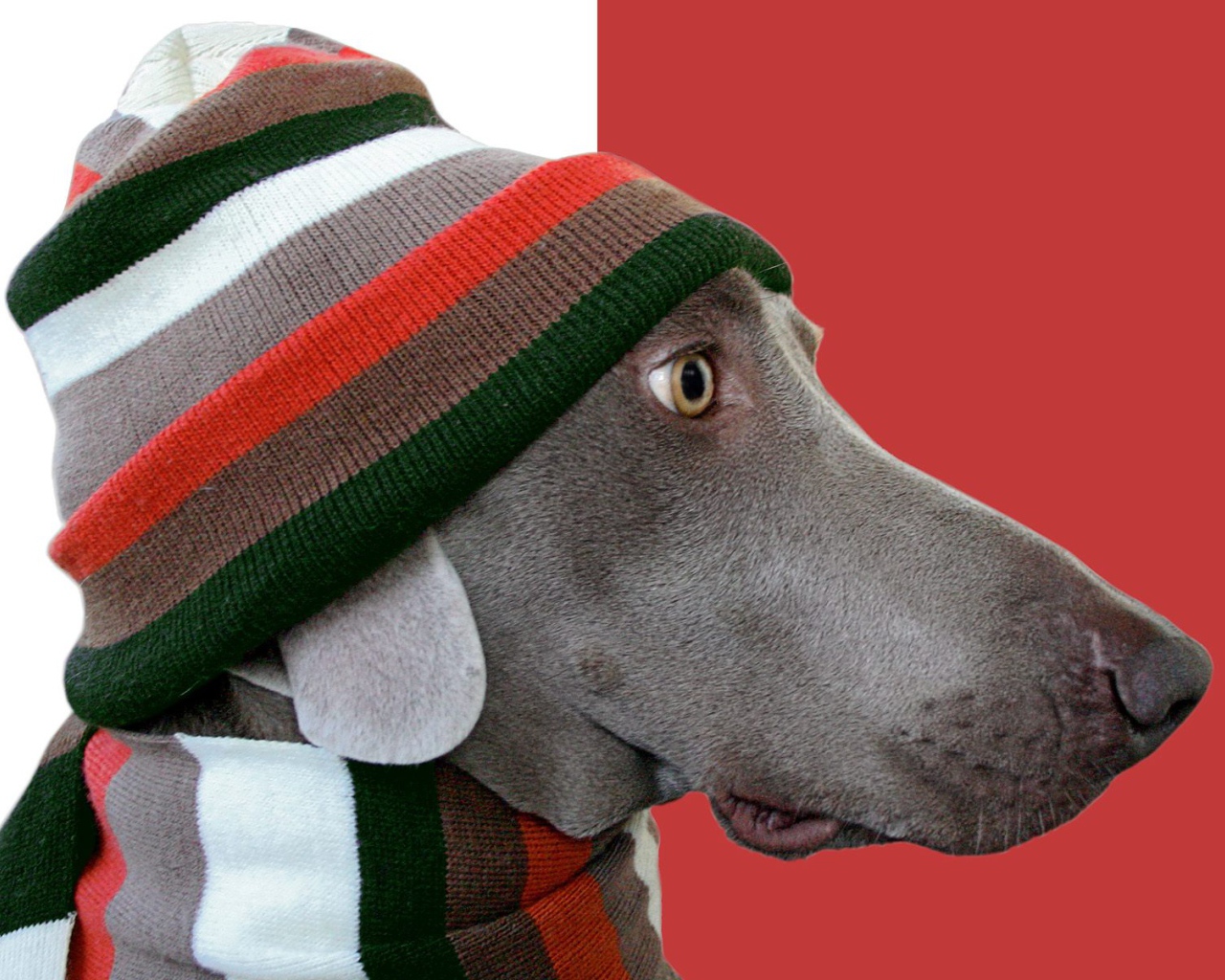 Пес стиляга