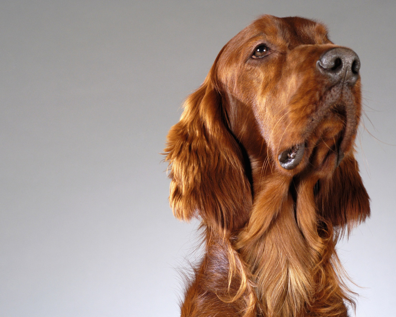 Четвероногий друг