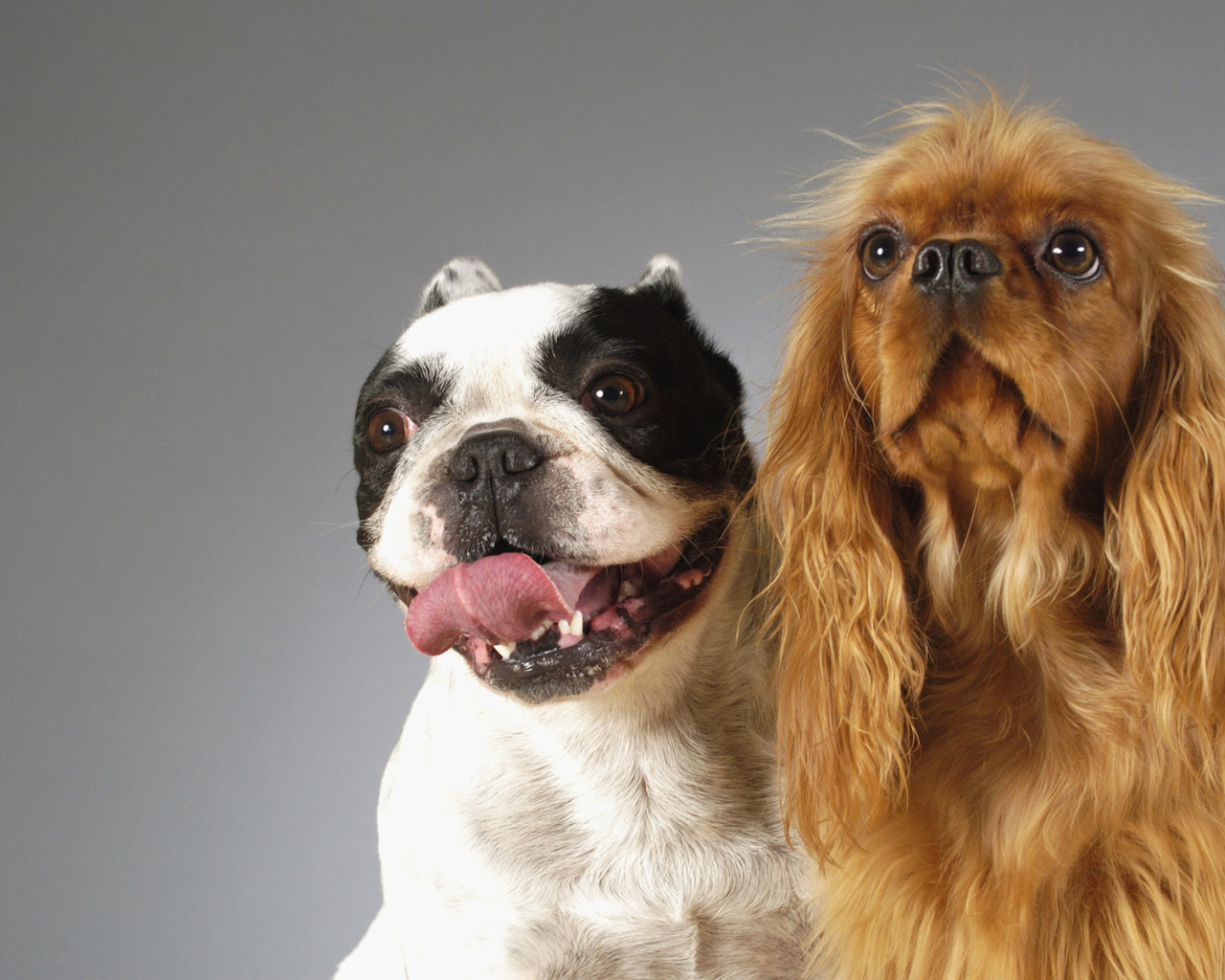 Смешные собаки