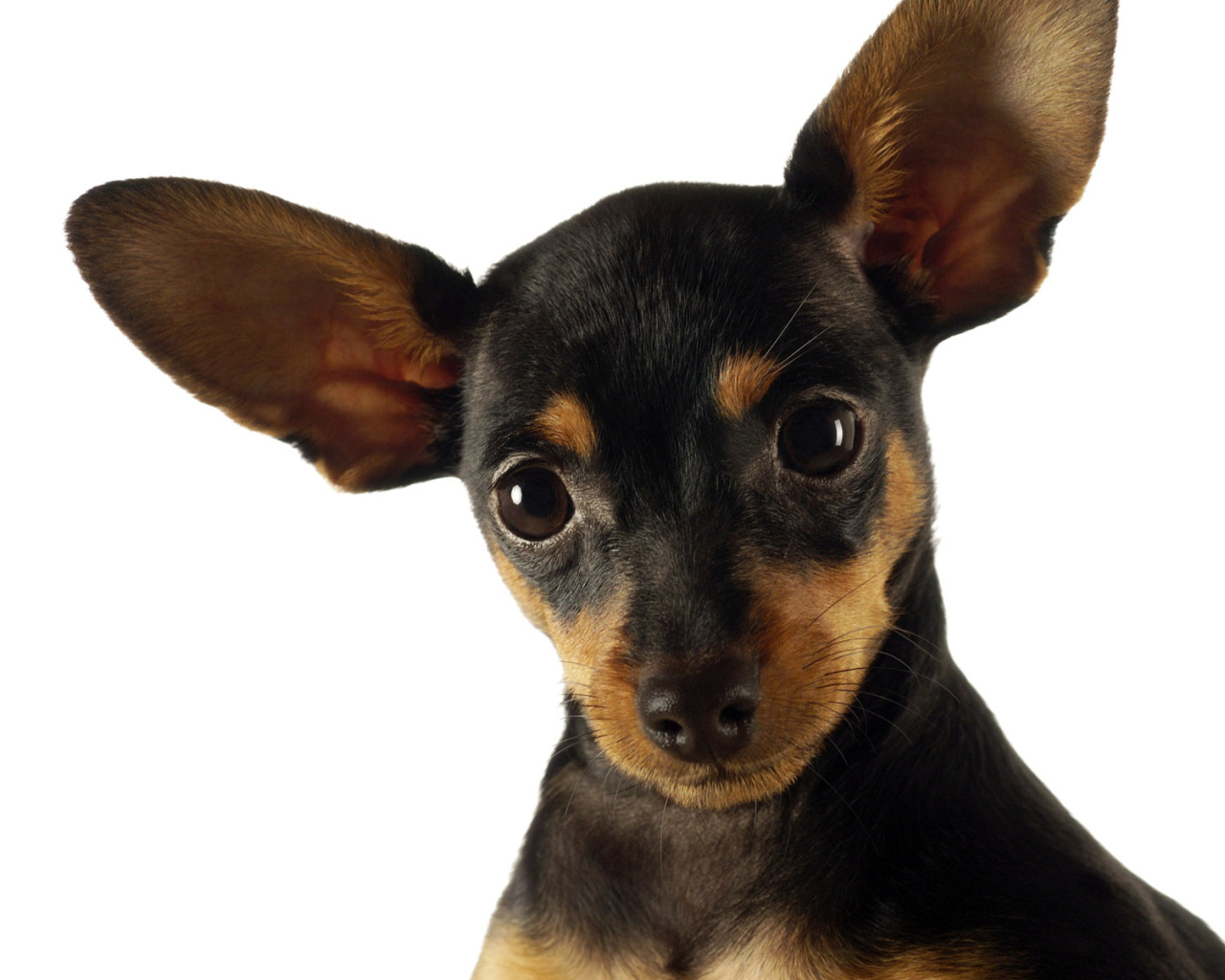 Смешная собачка