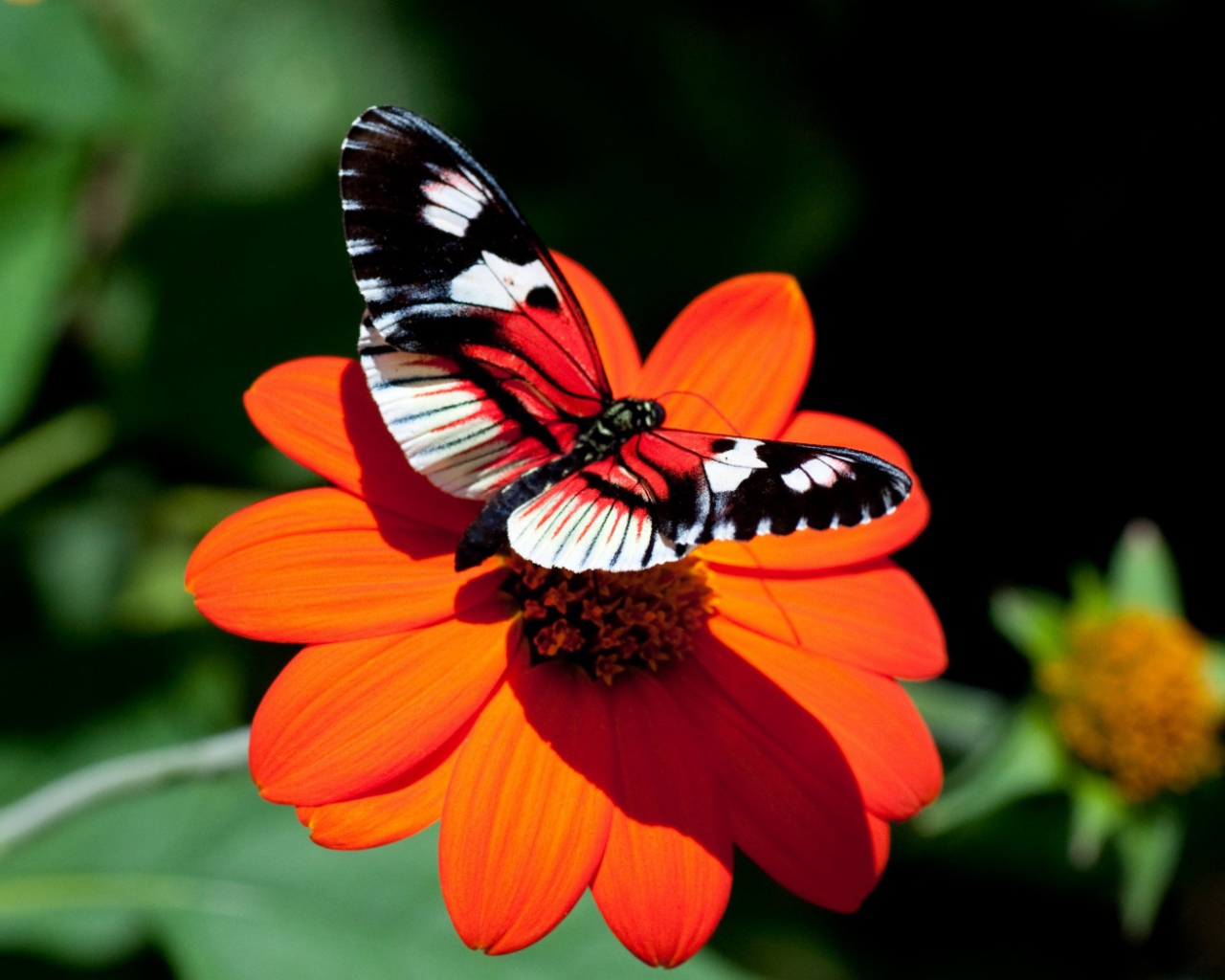 Красивая яркая бабочка