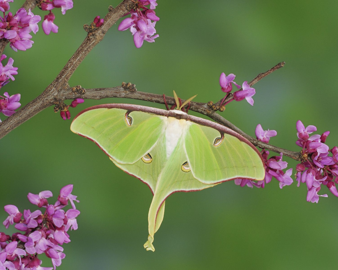 Бабочка хамелеон