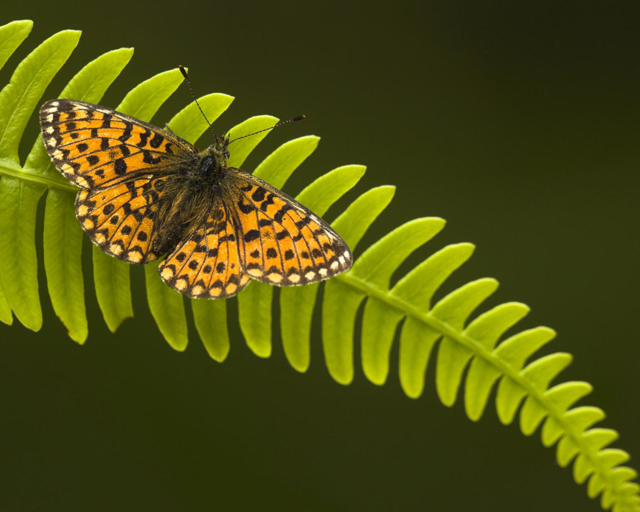 Бабочка на листке