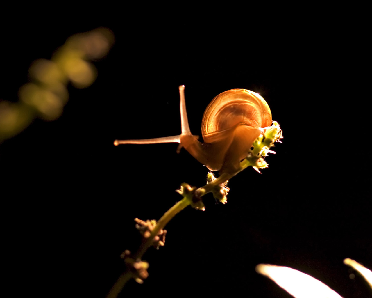 Прикольная улитка