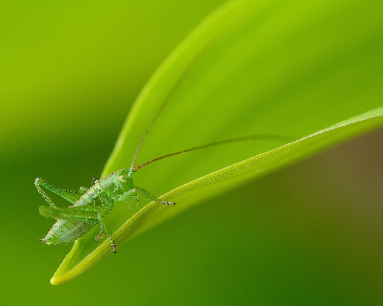 Зеленый кузнечик