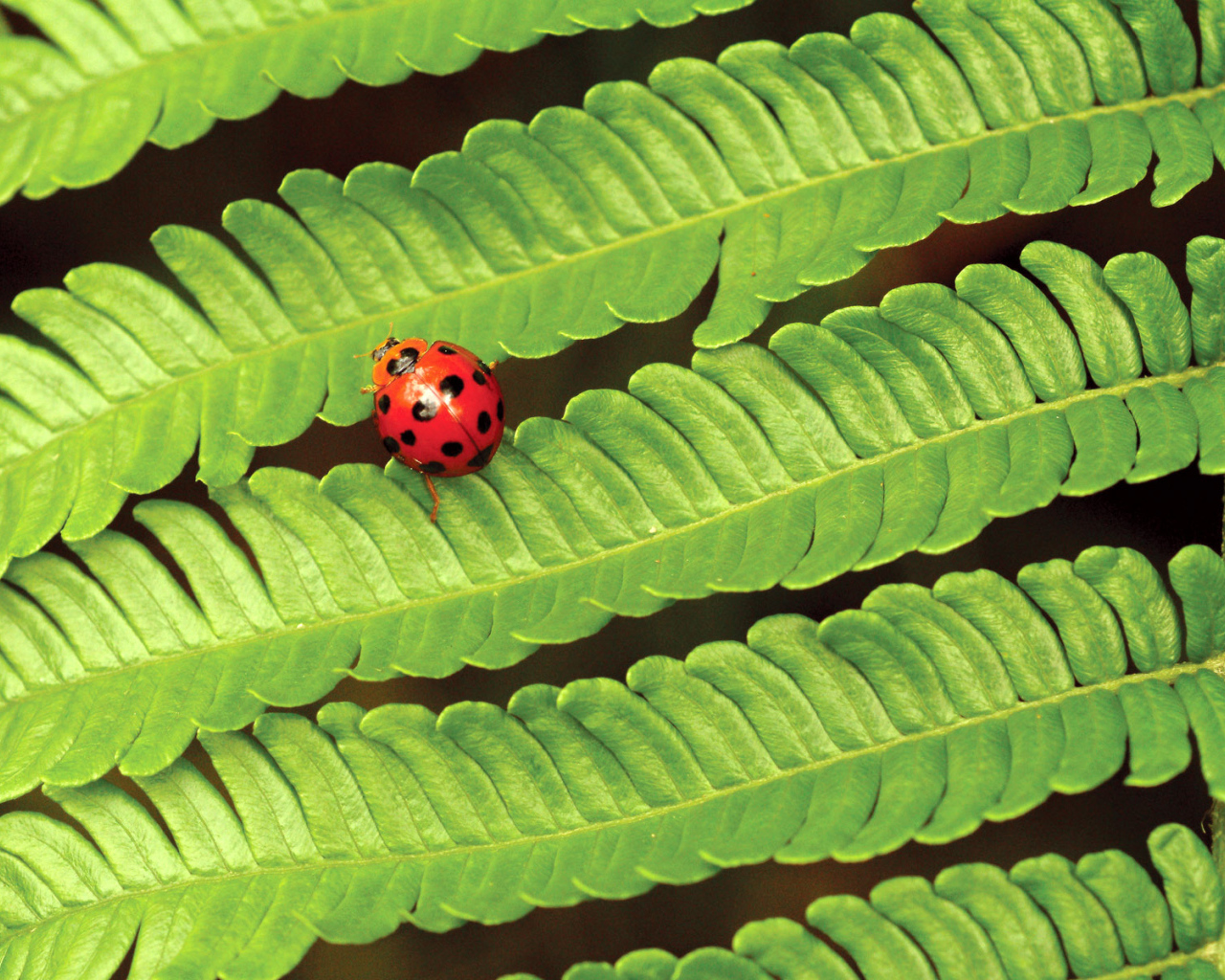 Божья коровка