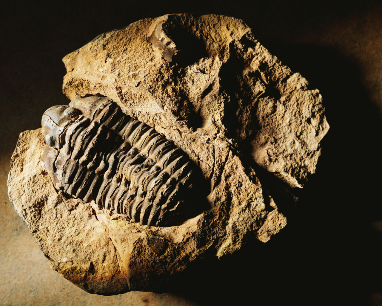 Окаменелость