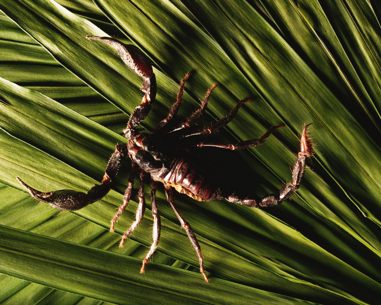 Скорпион в траве