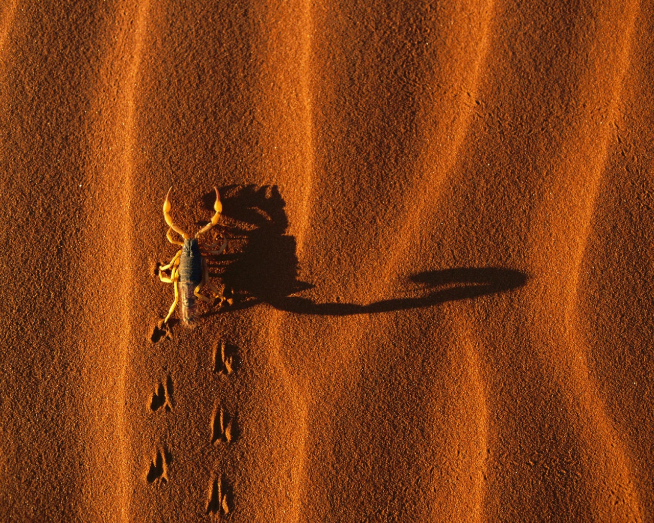 Скорпион на песке