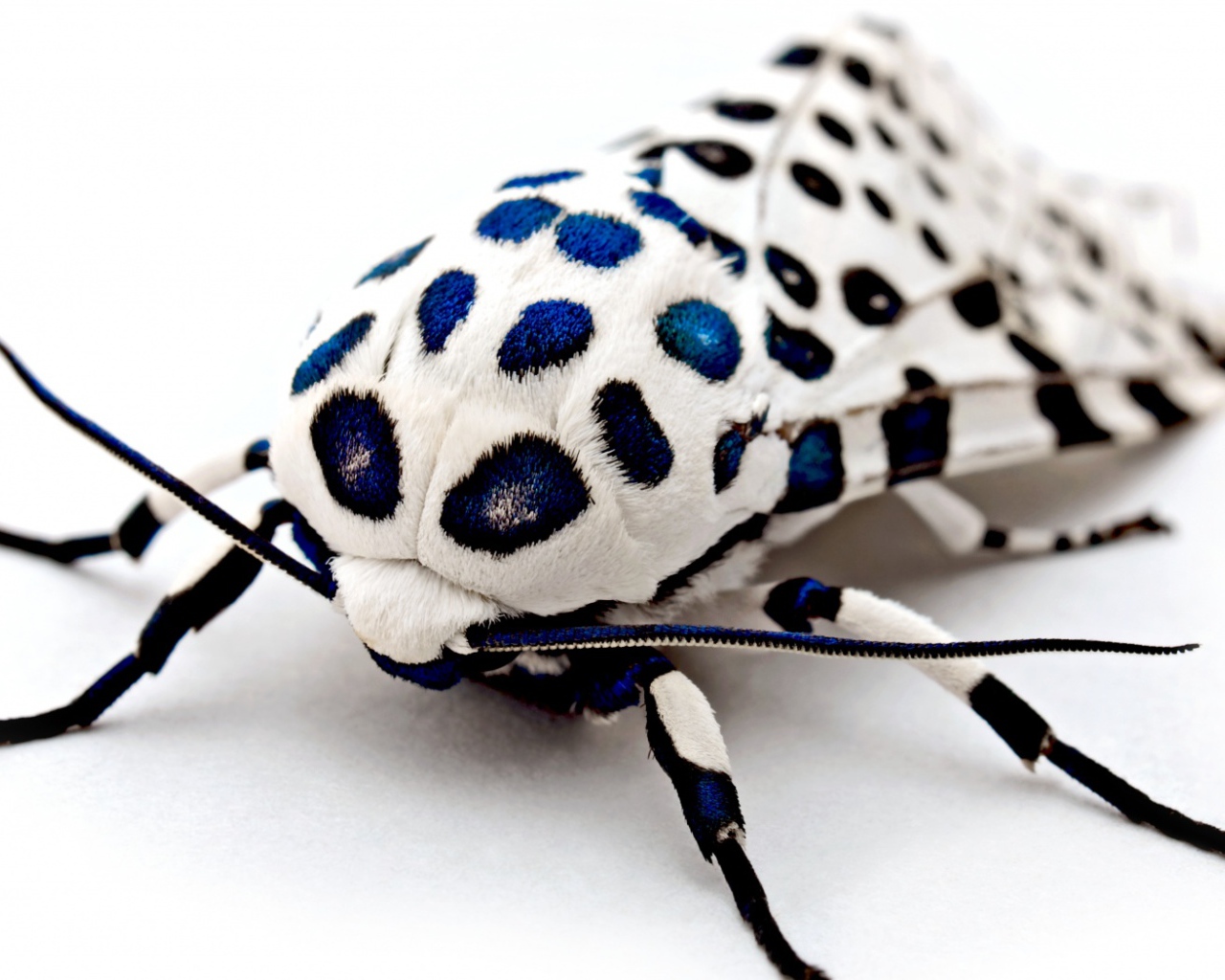 Бархатный жук