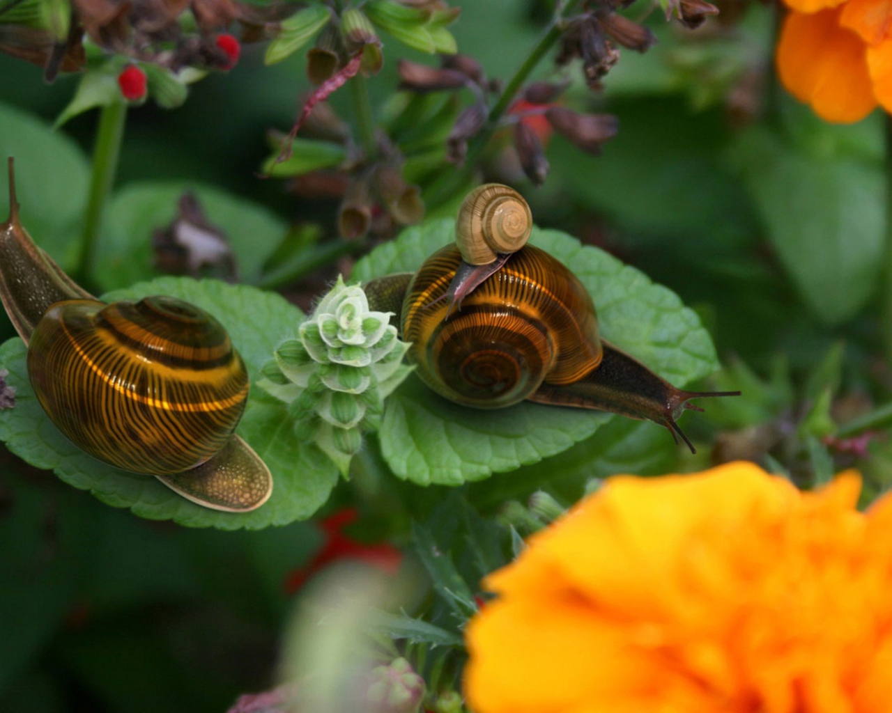 Брачный период улиток