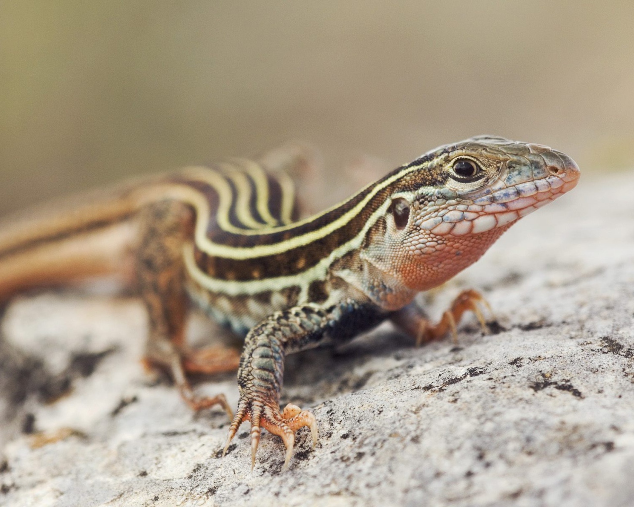 Красивый ящер