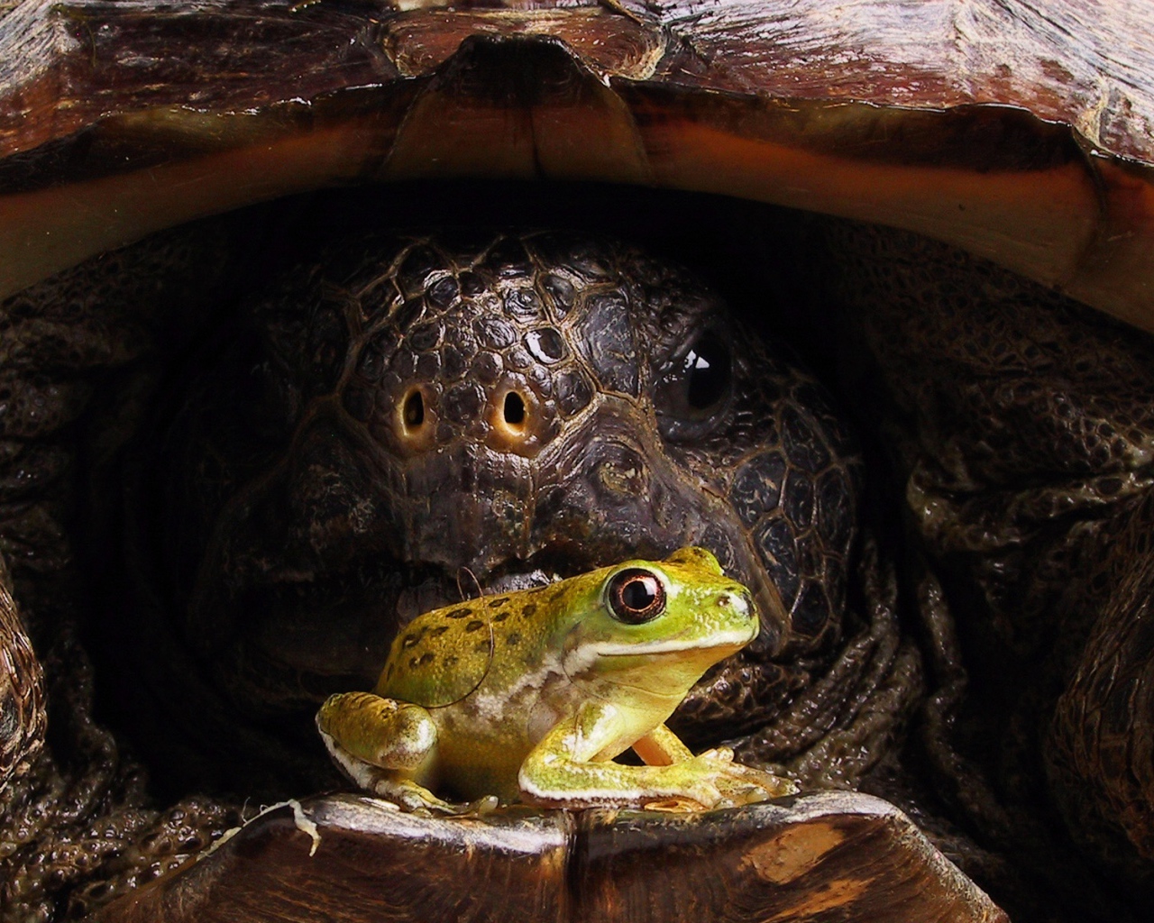 Тортила и лягушка