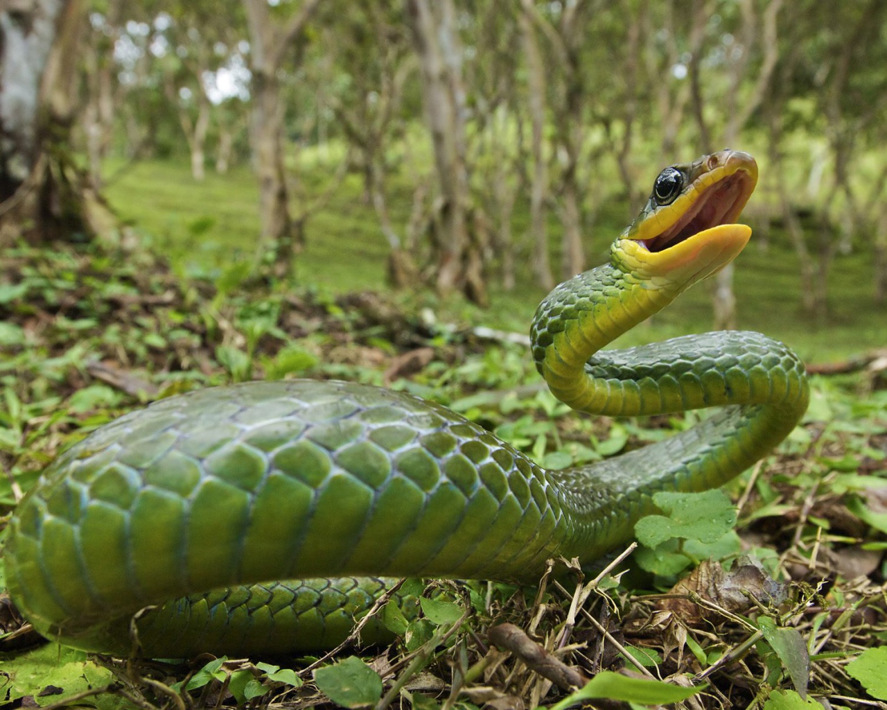 Ядовитая змея