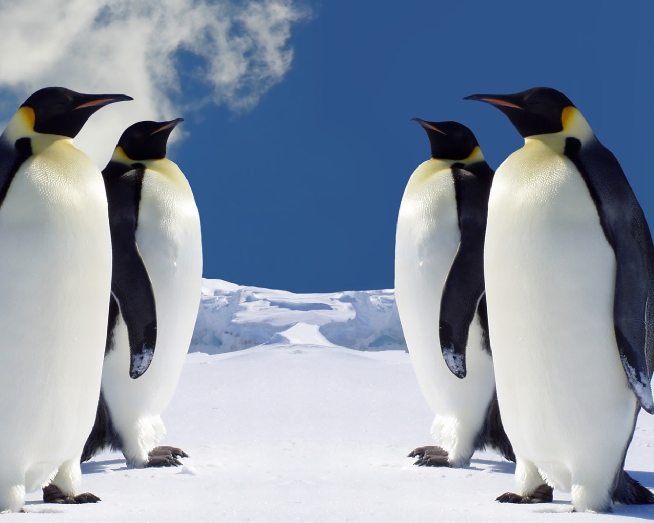 Императорские пингвины