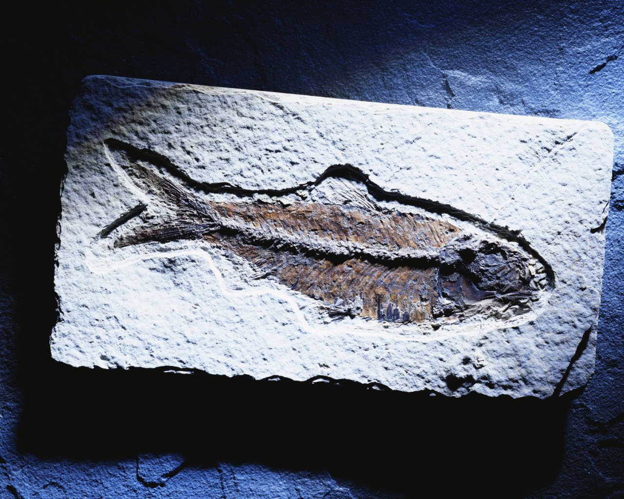 Синяя рыбка