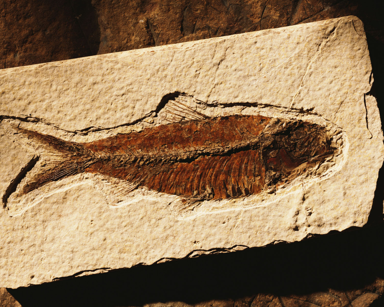 Коричневая рыбка