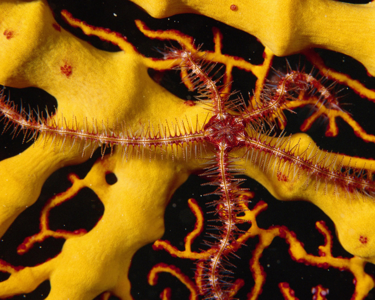 Морской обитатель