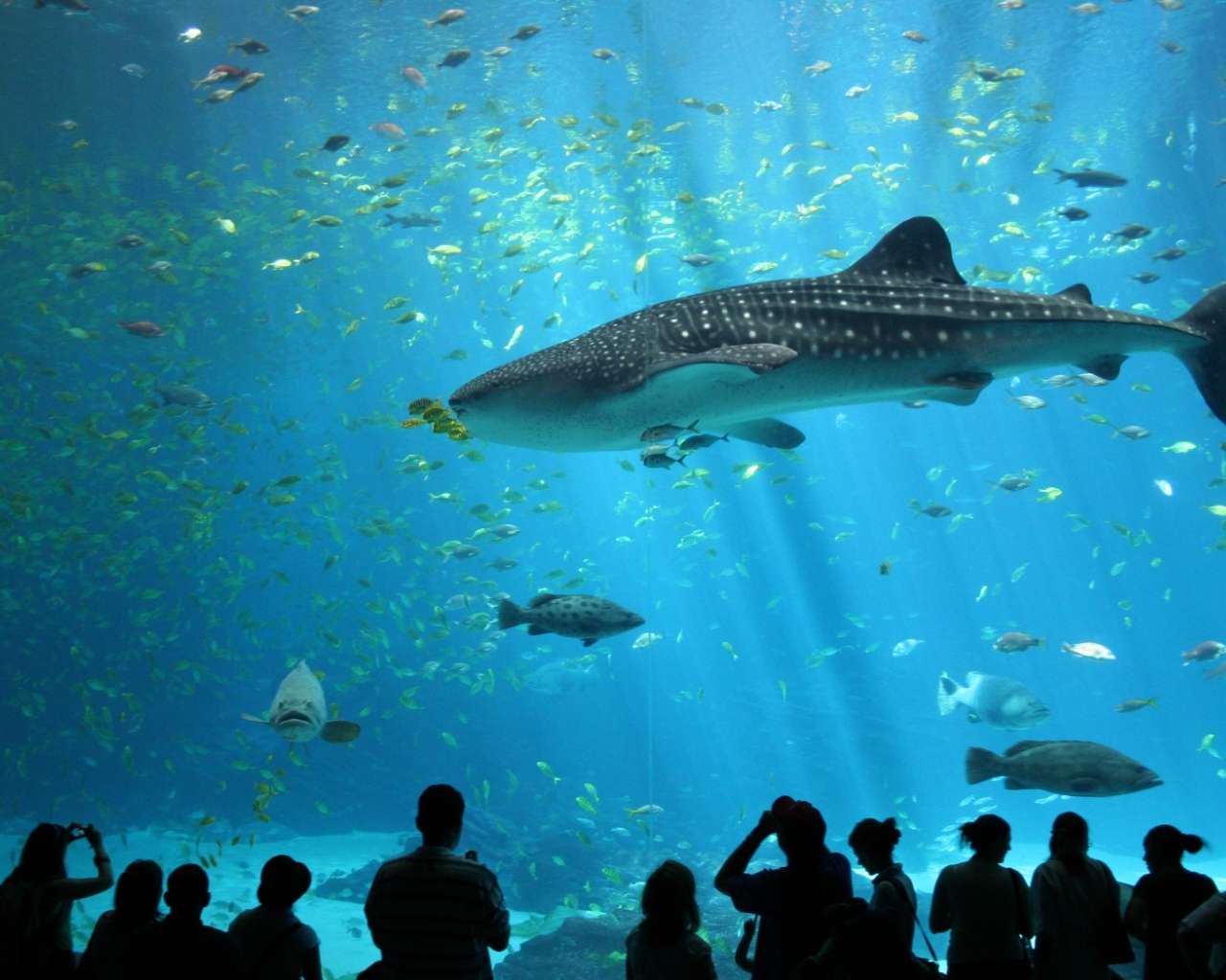 Океанариум