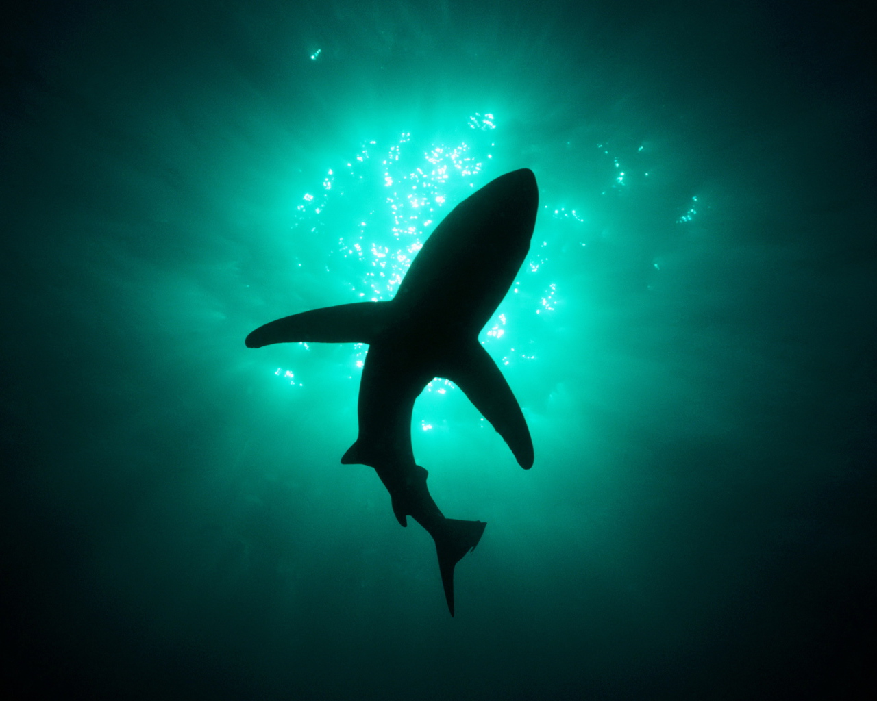 Хищная акула людоед