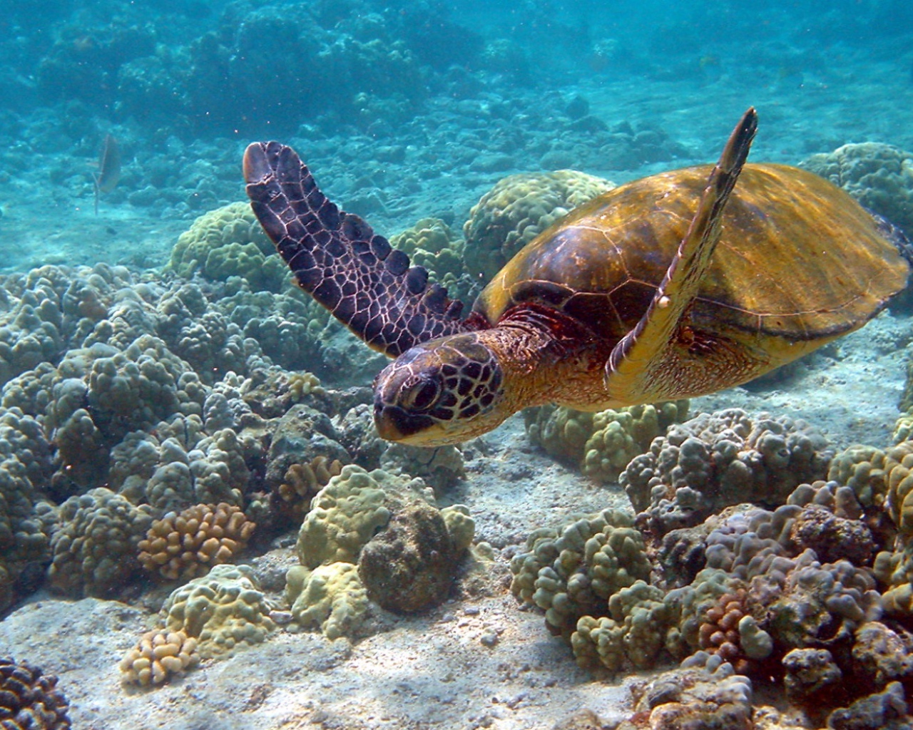 Морская черепаха