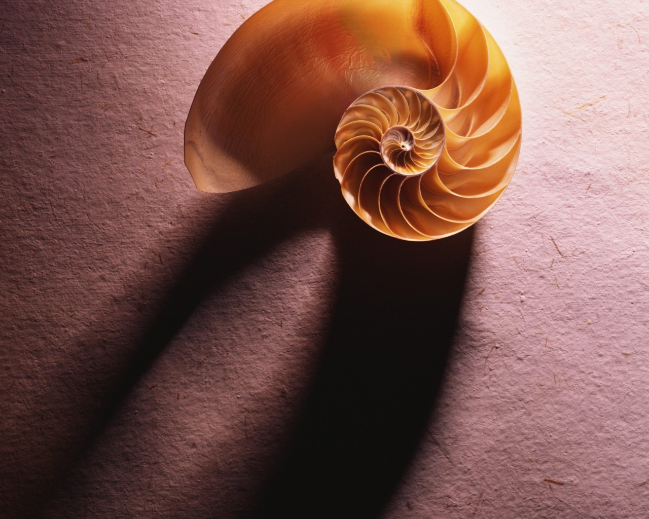 Морская ракушка