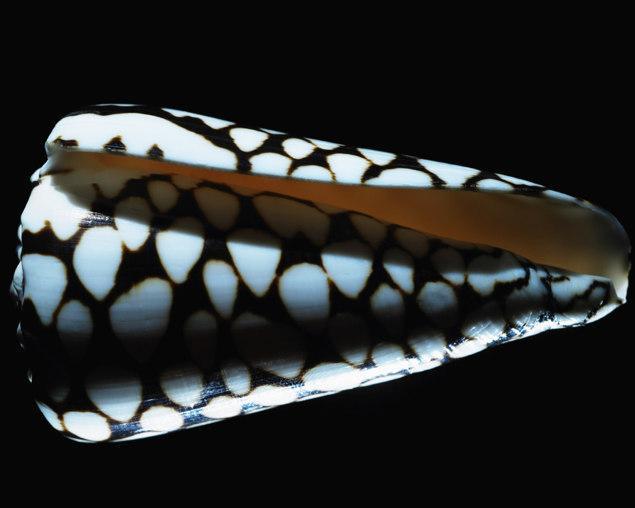 Морская ракушка