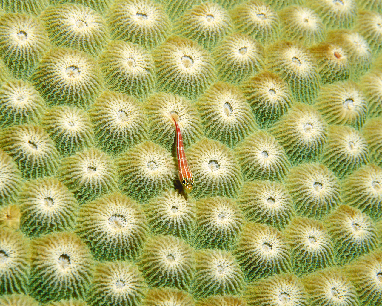 Маленький морской житель