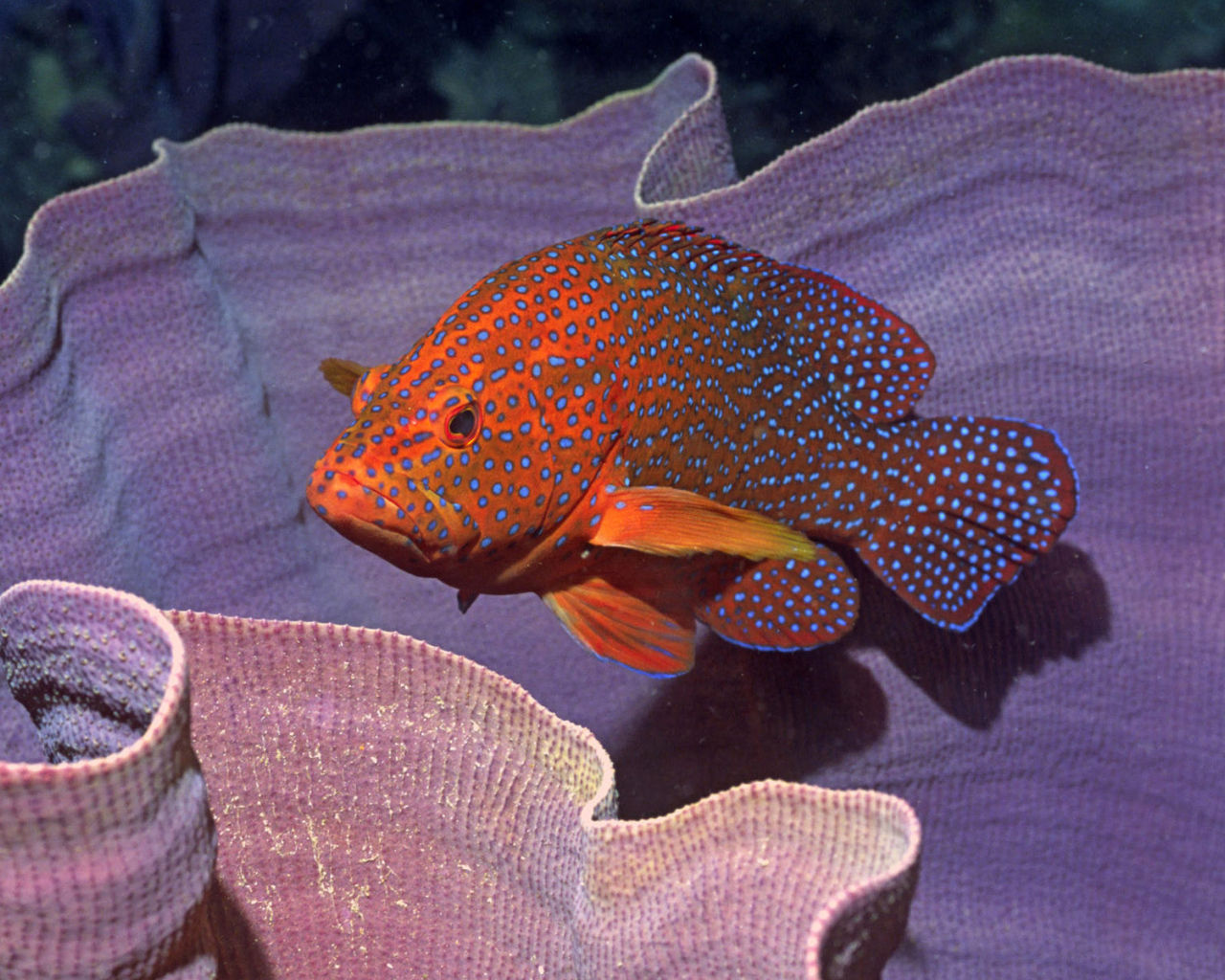 Пятнистая рыба