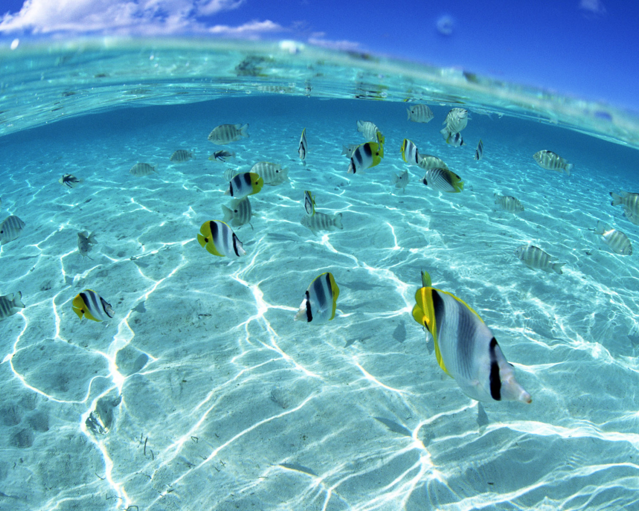 Морские обитатели