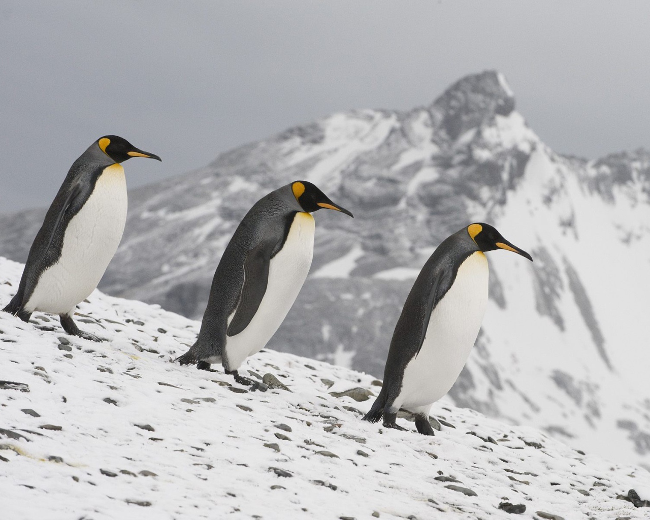 Семейка пингвинов