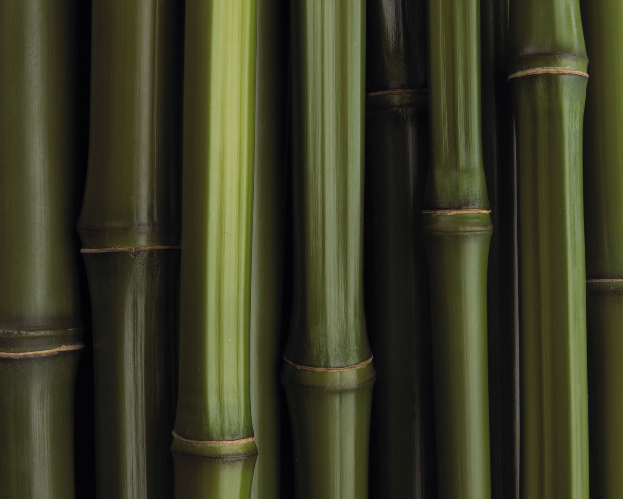 Бамбуковая текстура
