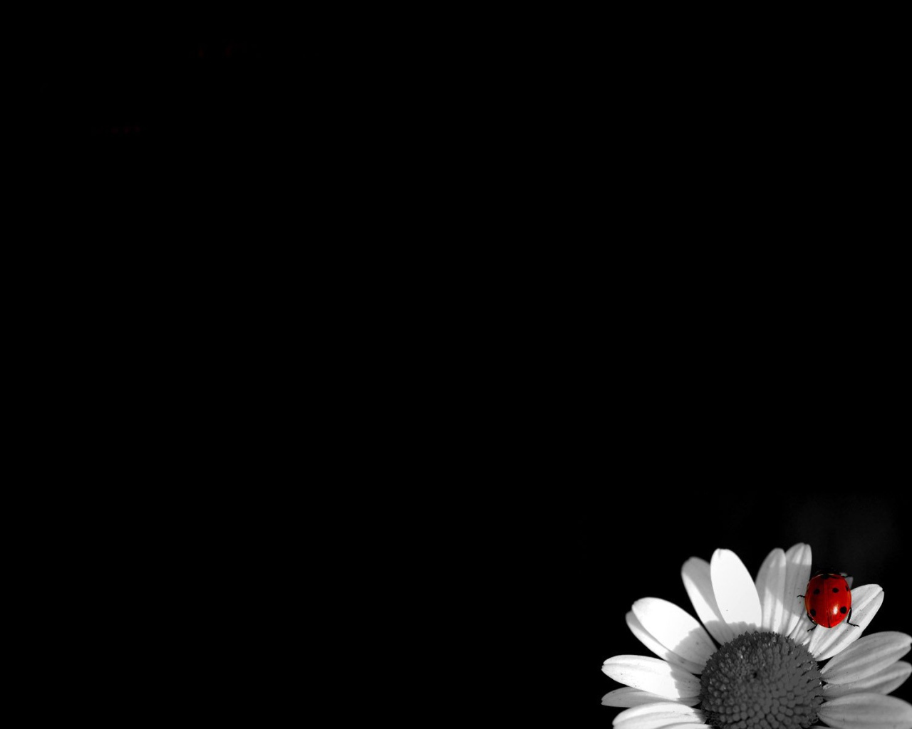 Жук на цветке