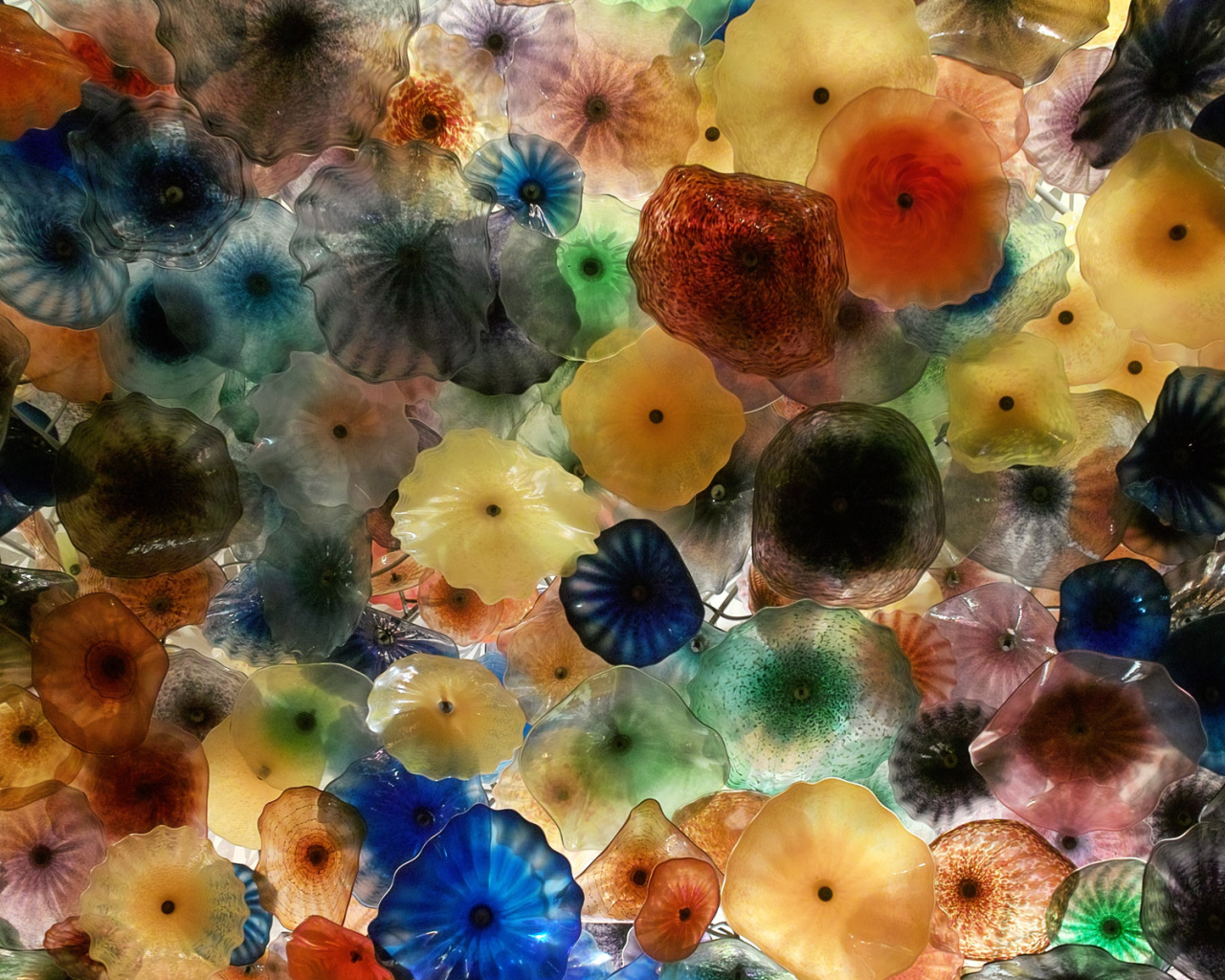 Разноцветные медузы
