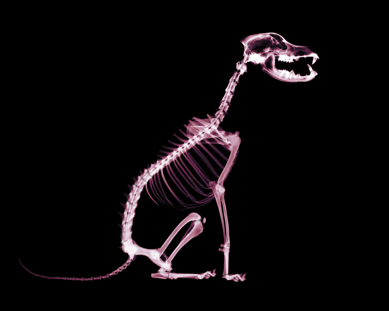 Скелет собаки