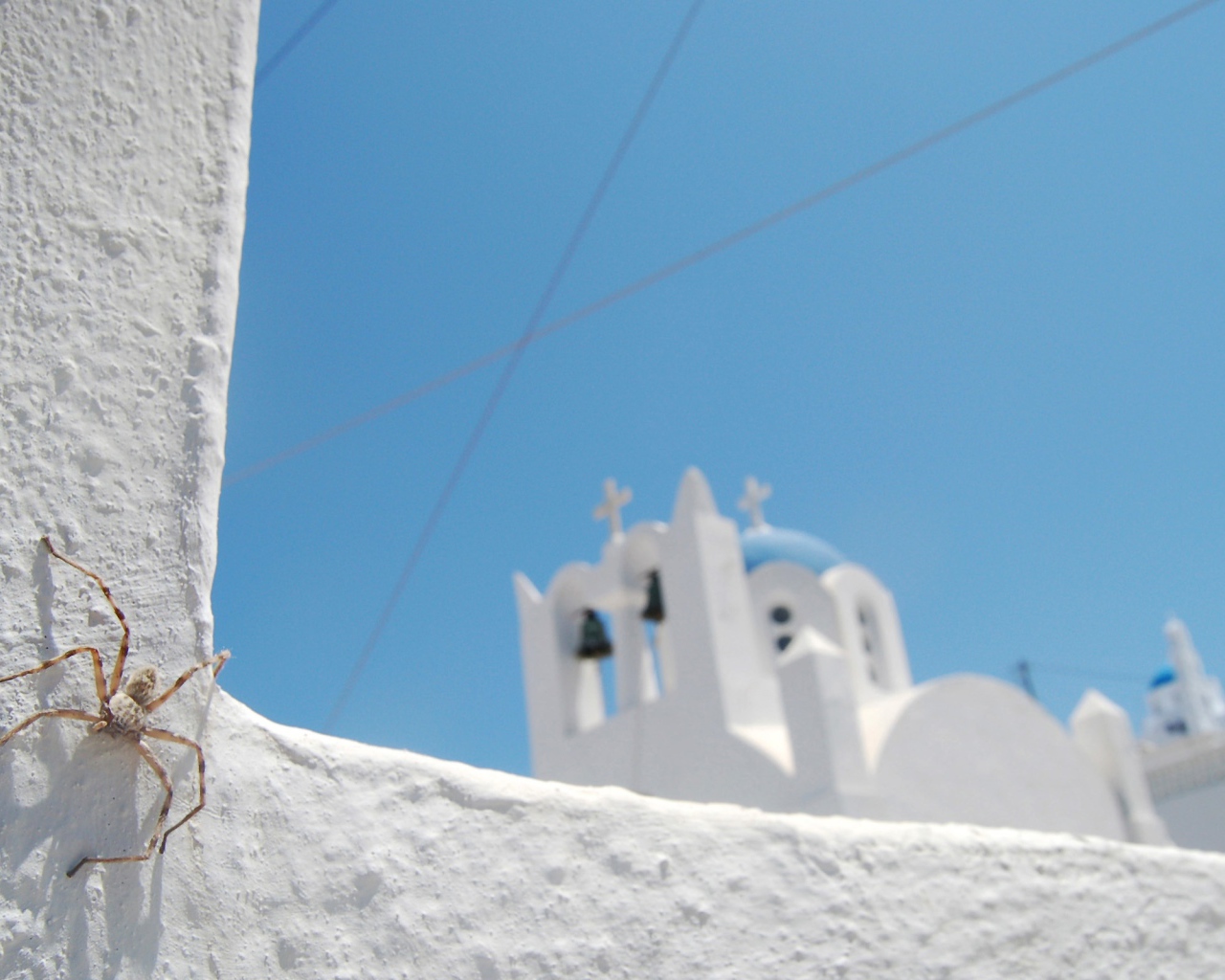 Паук на белой каменной стене
