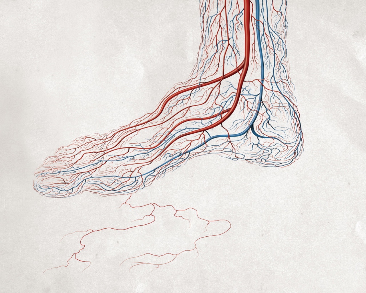 Кровеносные сосуды ноги