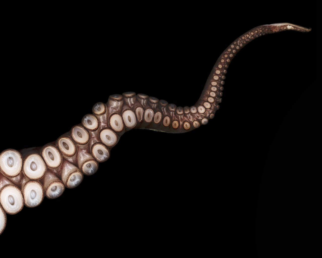 Щупальца осьминога