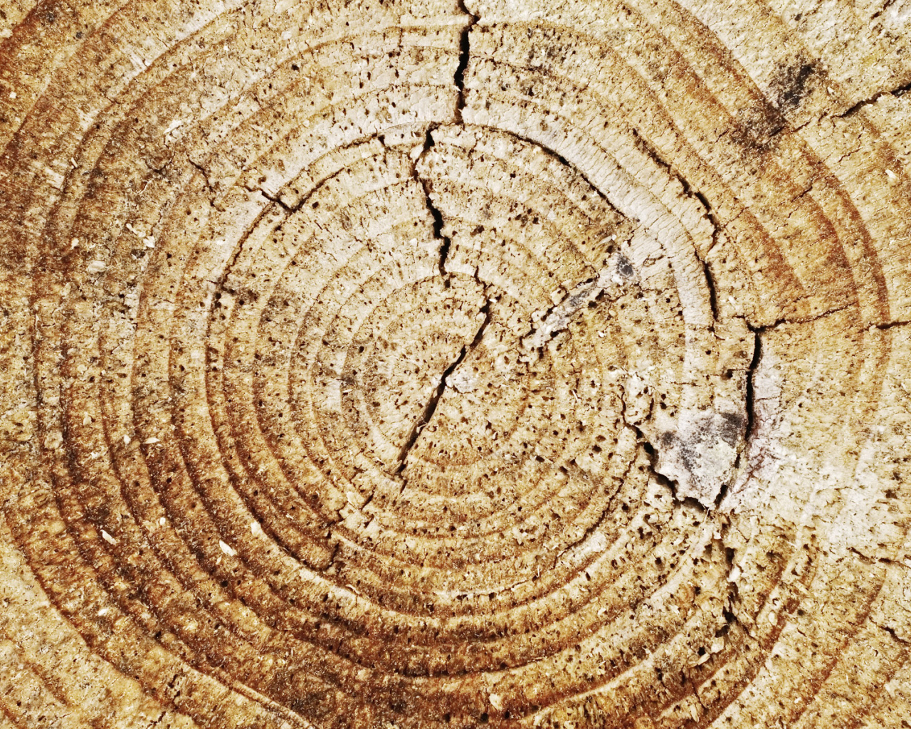 Кольца дерева