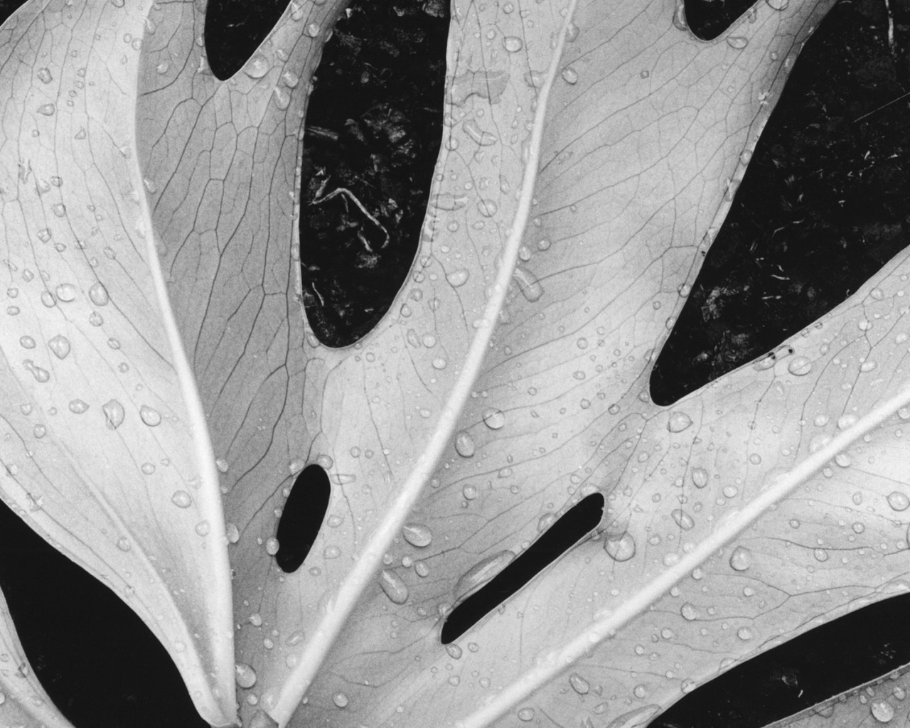 Влажный лист