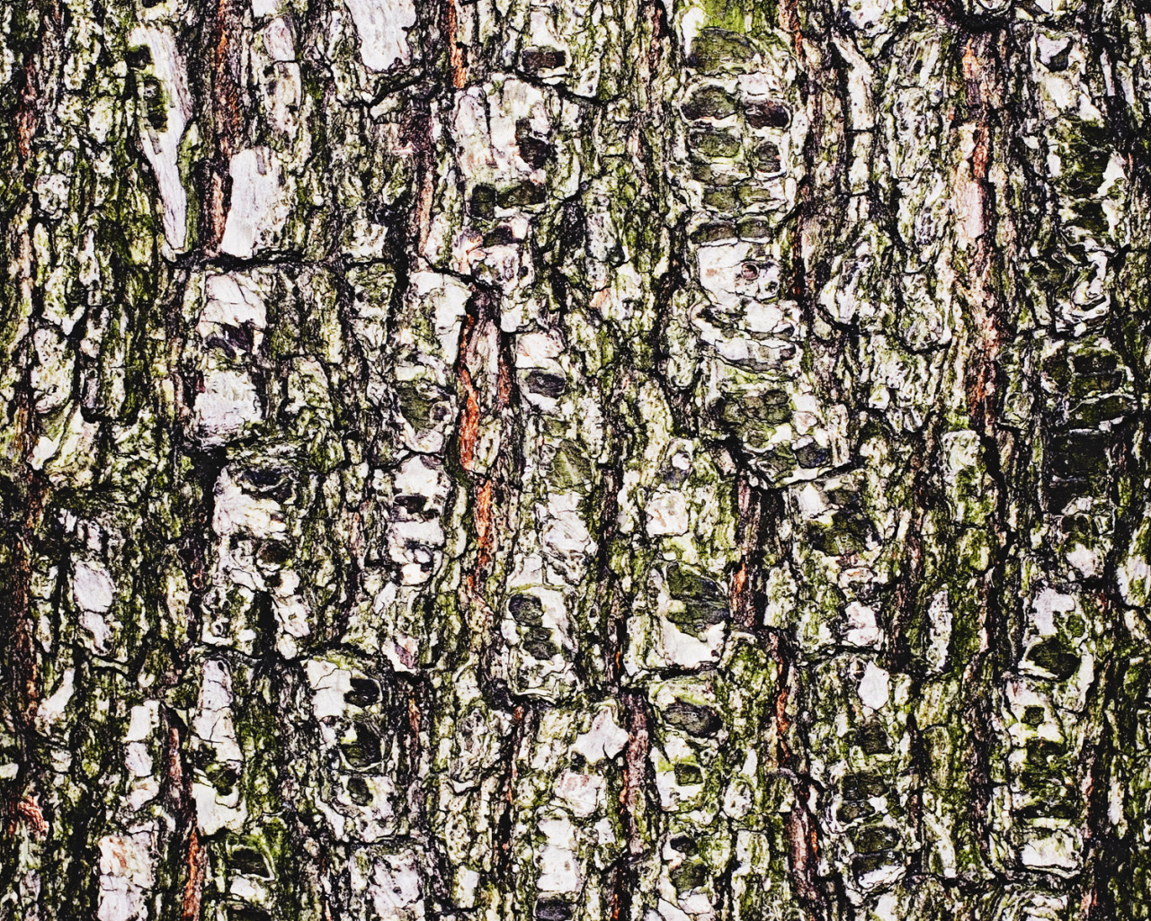 Древесная кора