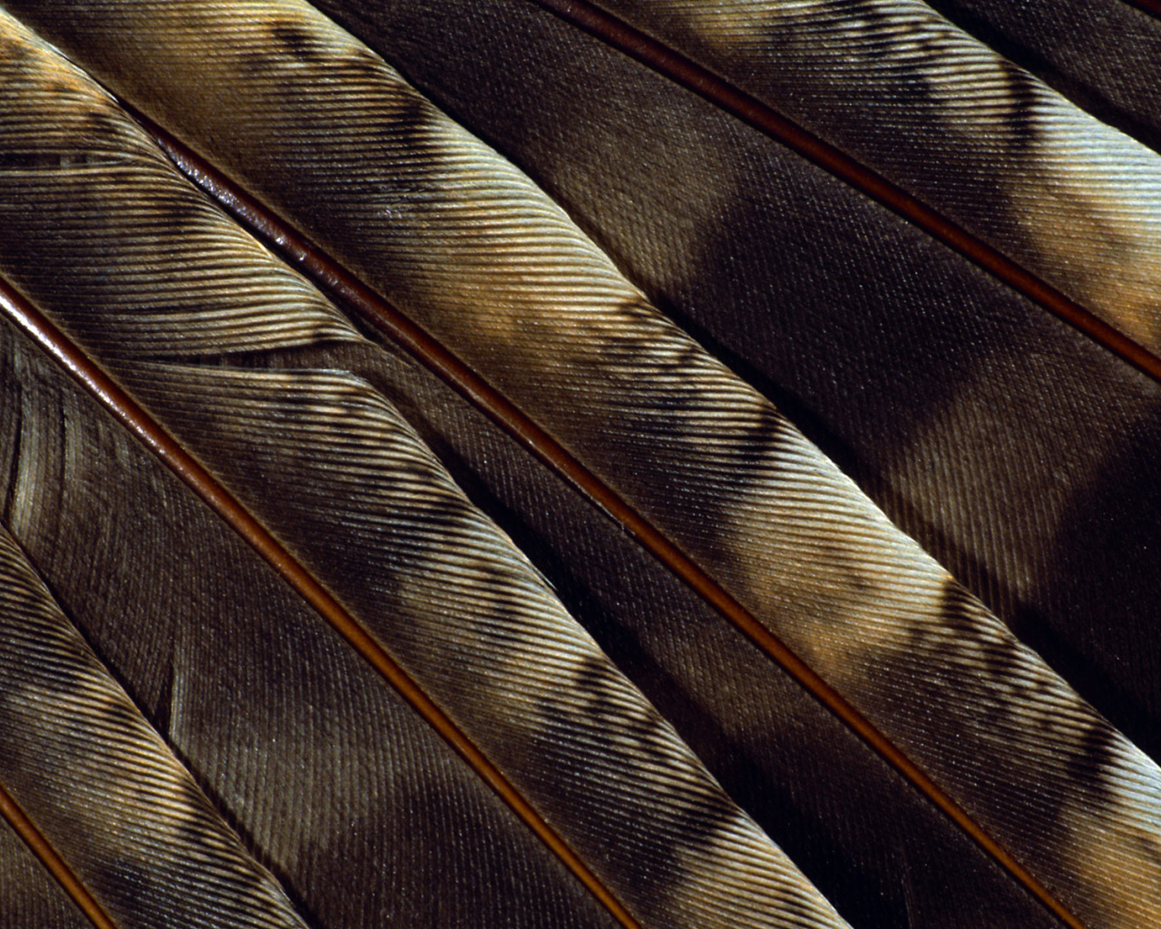 feather texture