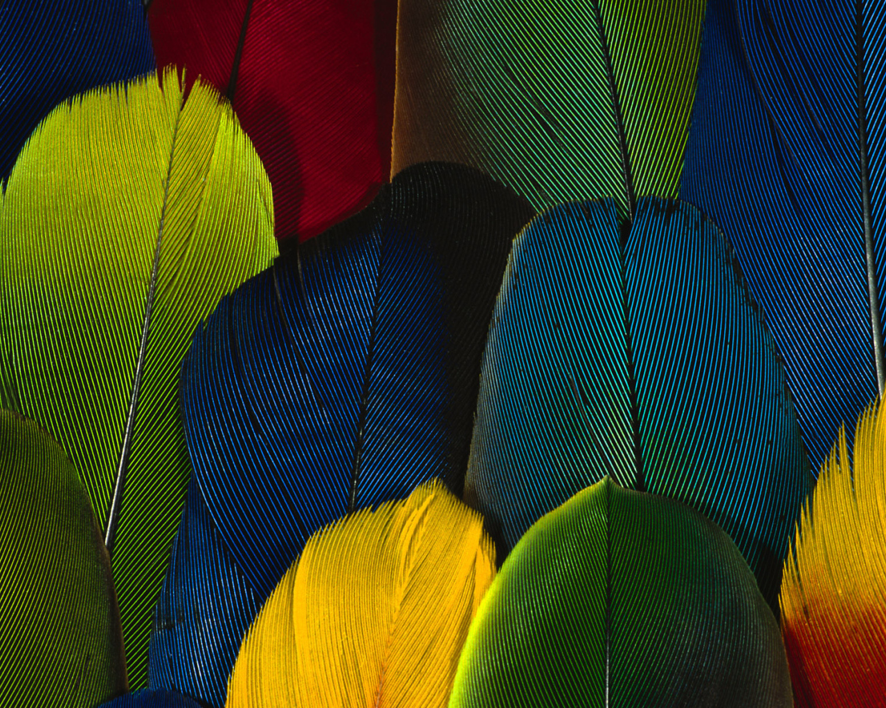 Перья попугая