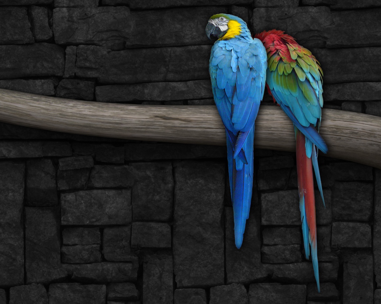 Красочные попугаи